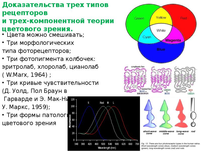 Пигмент йодопсин. Теории цветового зрения. Трехкомпонентная теория цветового зрения. Хлоролаб эритролаб. Три типа колбочек.