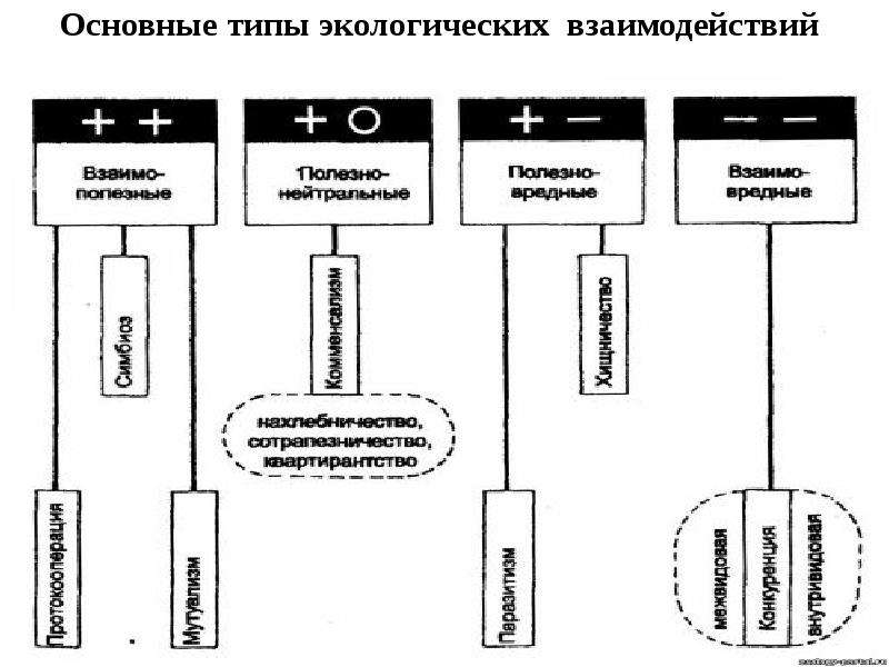 Основные типы экологических взаимодействий презентация 11 класс