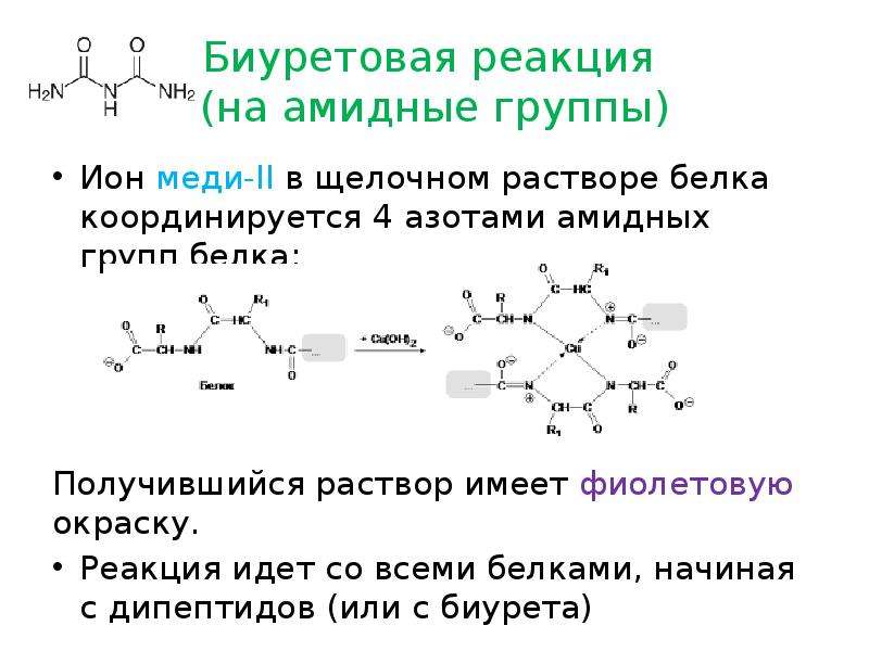 Напишите схему биуретовой реакции