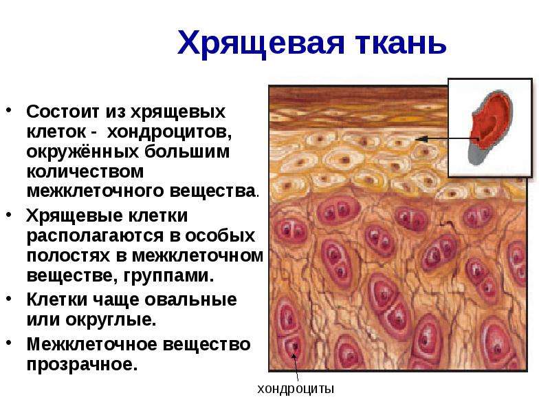 Ткани состоят из клеток и