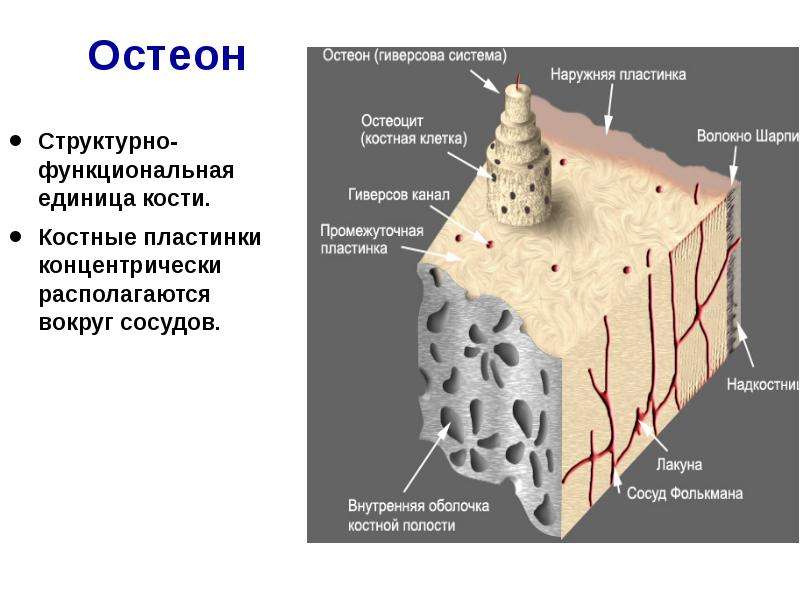 Какими цифрами обозначены изображения костной ткани