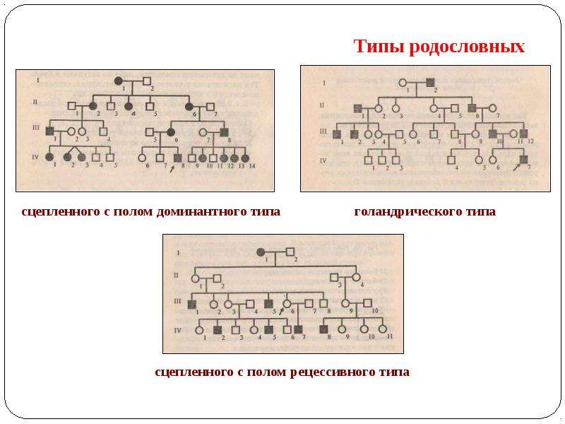 С полом типу. Типы родословных.