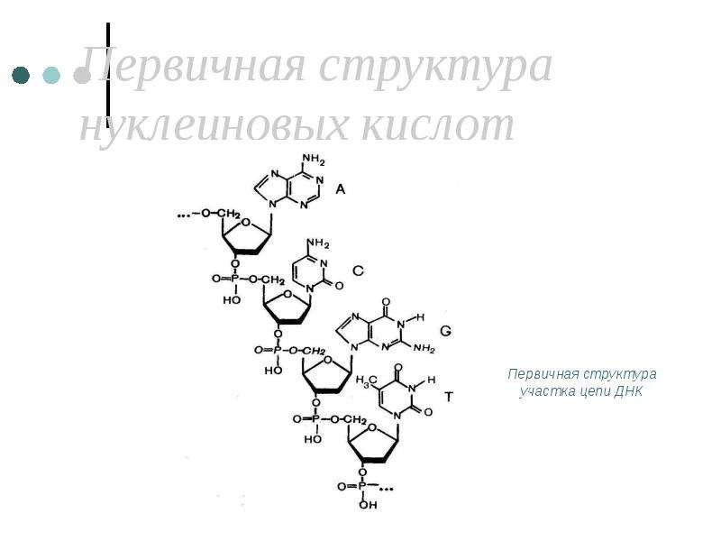 Структура участка днк. Первичная структура нуклеиновых кислот. Первичная структура нуклеиновых кислот формула. Первичная структура нуклеиновых кислот схема. Первичная структура участка цепи ДНК.