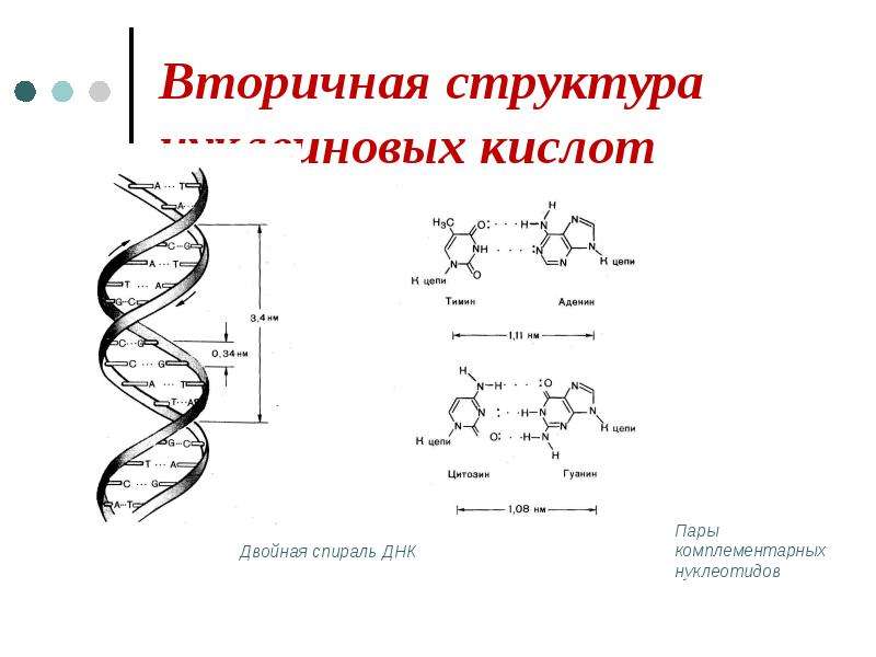 Вторичная структура днк. Первичная структура нуклеиновых кислот. Вторичная структура нуклеиновых кислот. Вторичная вторичная структура нуклеиновых кислот. Первичная вторичная и третичная структура нуклеиновых кислот.