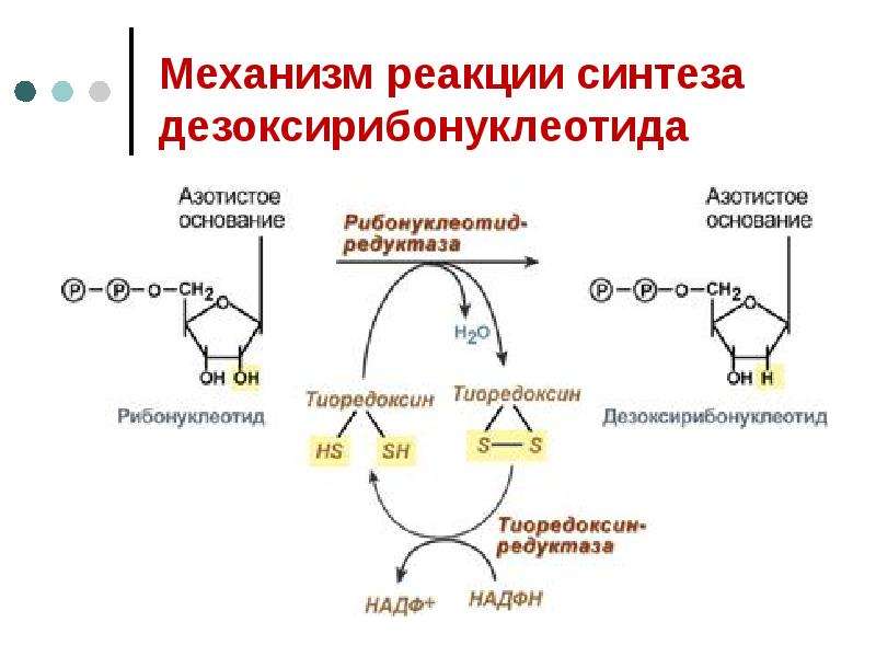 Реакция синтеза. Схема синтеза дезоксирибонуклеотидов. Реутилизация дезоксирибонуклеотидов. Образование дезоксирибонуклеотидов биохимия. Механизм образования дезоксирибонуклеотидов.