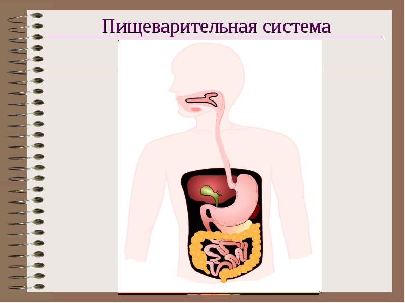 Пищеварительная система и современное питание школьников проект