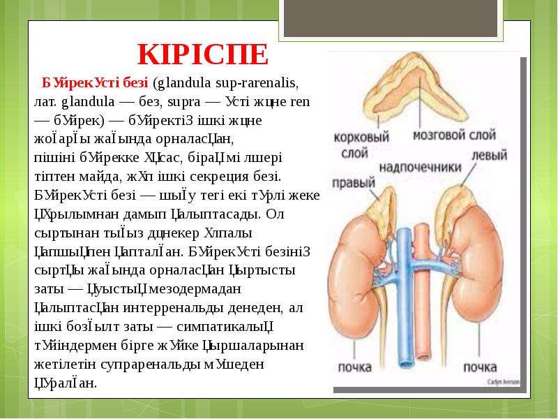 Бүйрек коликасы презентация