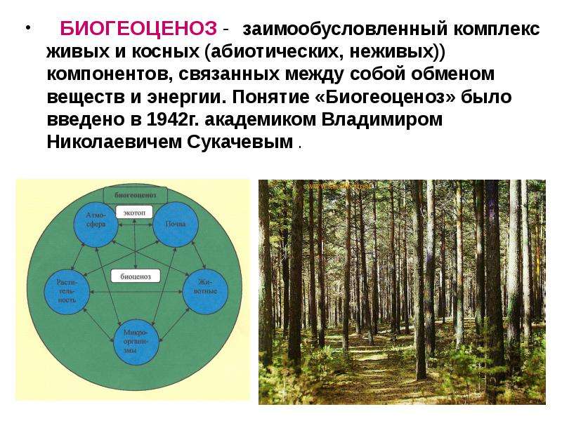 Многообразие биогеоценозов презентация