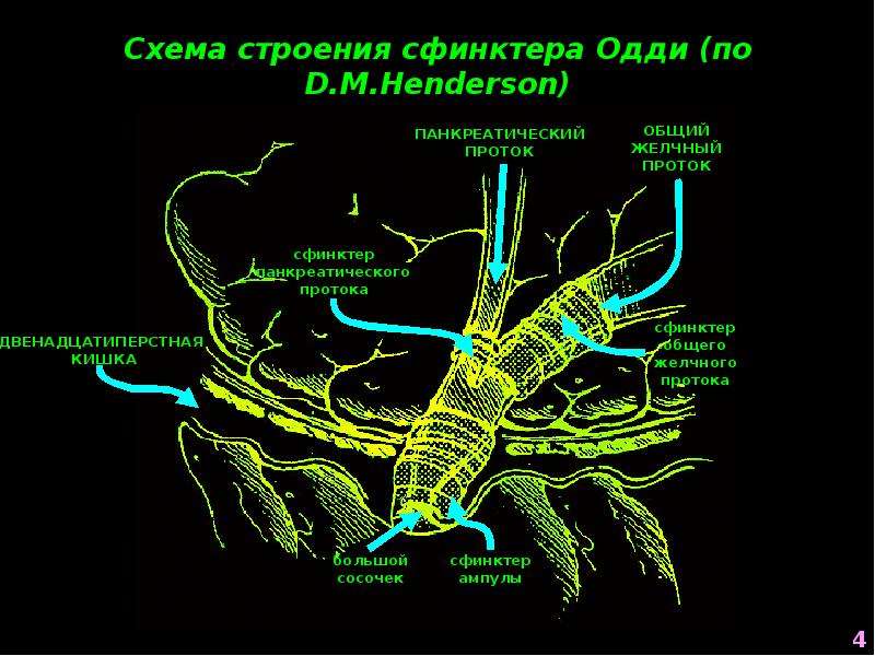 Сфинктеры нервная система. Сфинктер Одди строение. Анатомия сфинктера Одди. Структура сфинктера Одди.