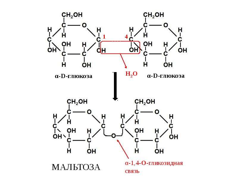 1 1 гликозидной связью. Альфа и бета 1 4 гликозидная связь. 1-4 Гликозидная связь Глюкоза. 1,4 Α-гликозидная связь. Альфа 1 2 гликозидная связь.