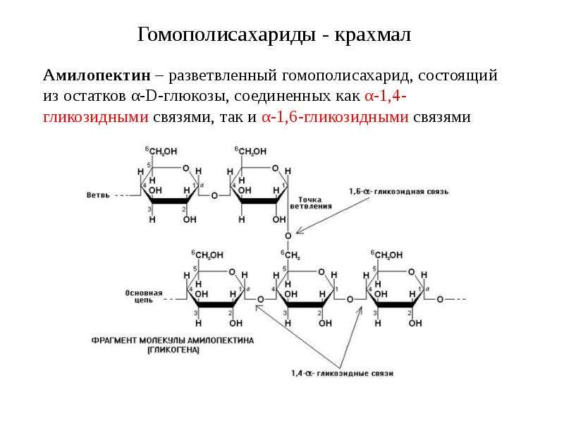 Крахмал тип связи. Тип гликозидной связи гликогена. Строение крахмала амилоза и амилопектин. Гомополисахариды: крахмал (амилоза и амилопектин). Тип гликозидной связи амилопектин.