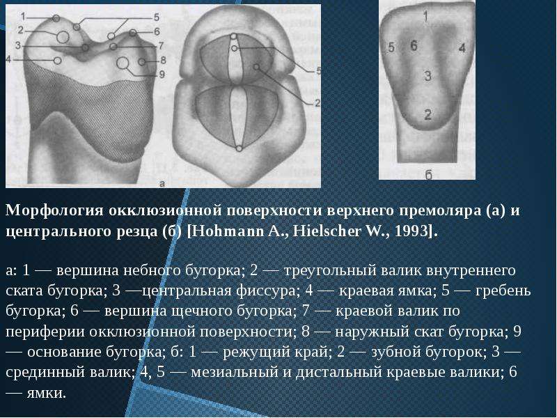 Основы окклюзионной диагностики презентация