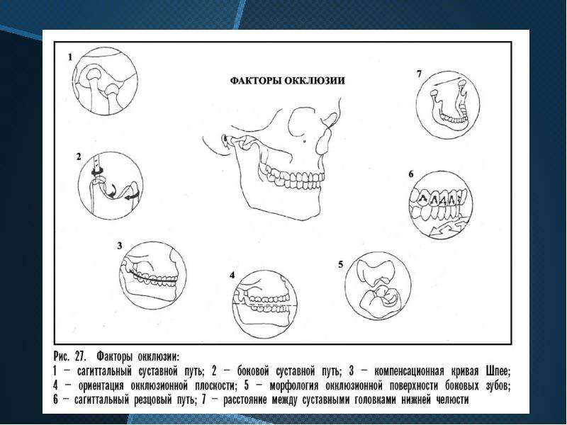 Рабочая тетрадь схематическое изображение зубов