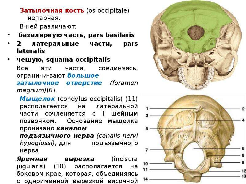 Мыщелок черепа. Кости черепа затылочная кость. Анатомические образования (части) затылочной кости. Затылочная кость медунивер. Linea nuchae Superior затылочной кости.