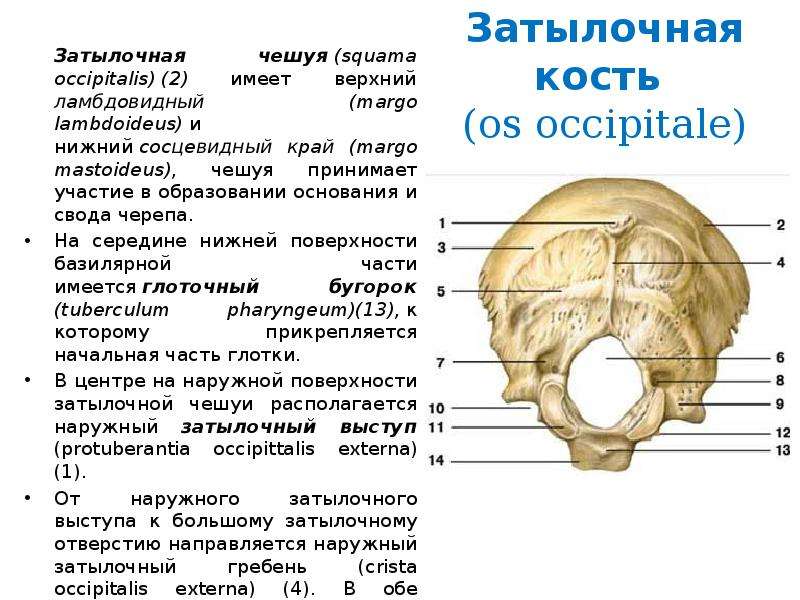 Выйная линия затылочной кости в картинках