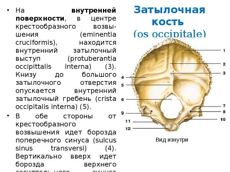 Затылочная кость черепа. Затылочный Выступ затылочной кости. Затылочный бугор человека анатомия. Затылочная кость крестообразное возвышение. Бугры затылочной кости анатомия.