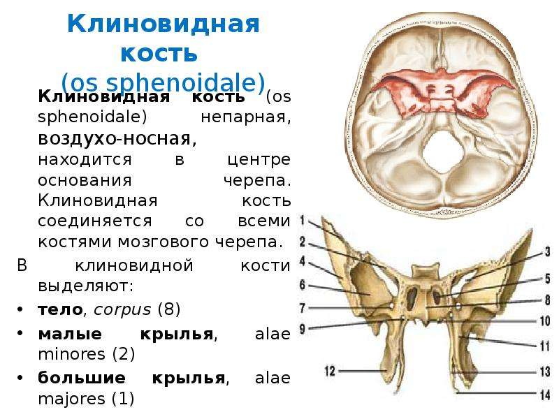 Основание костей. Крыло клиновидной кости основания черепа. Кости черепа человека клиновидная кость. Клиновидная кость (os sphenoidale). Клиновидная кость кт анатомия.