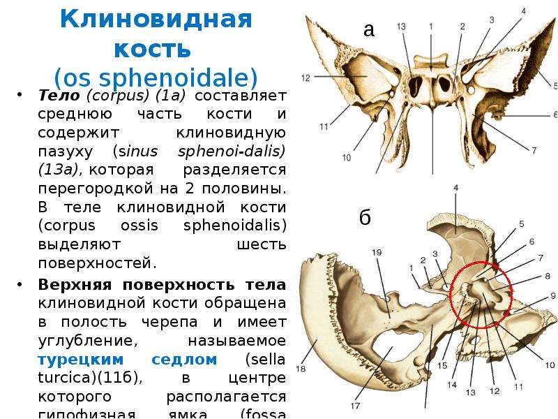 Подвисочный гребень клиновидной кости. Угловая ость клиновидной кости. Клиновидный шип клиновидной кости. Передний наклоненный отросток клиновидной кости. Пластинка крыловидного отростка клиновидной кости.