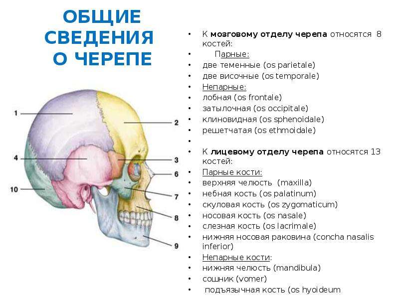 Какими цифрами на рисунке обозначены непарные кости мозгового отдела черепа