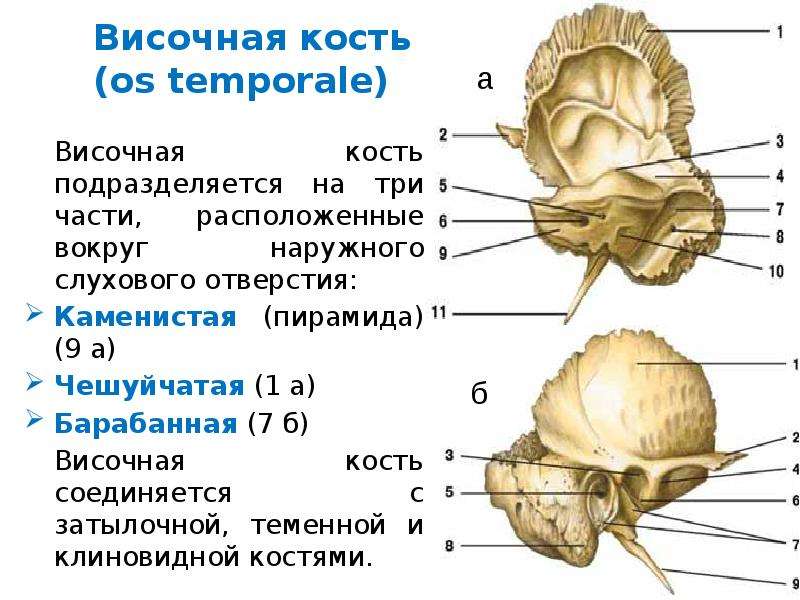 Где находится височная кость. Височная кость 3 отростка. Нижняя поверхность пирамиды височной кости анатомия. Височная кость каменистая и барабанная часть. Пирамида височной кости анатомия.