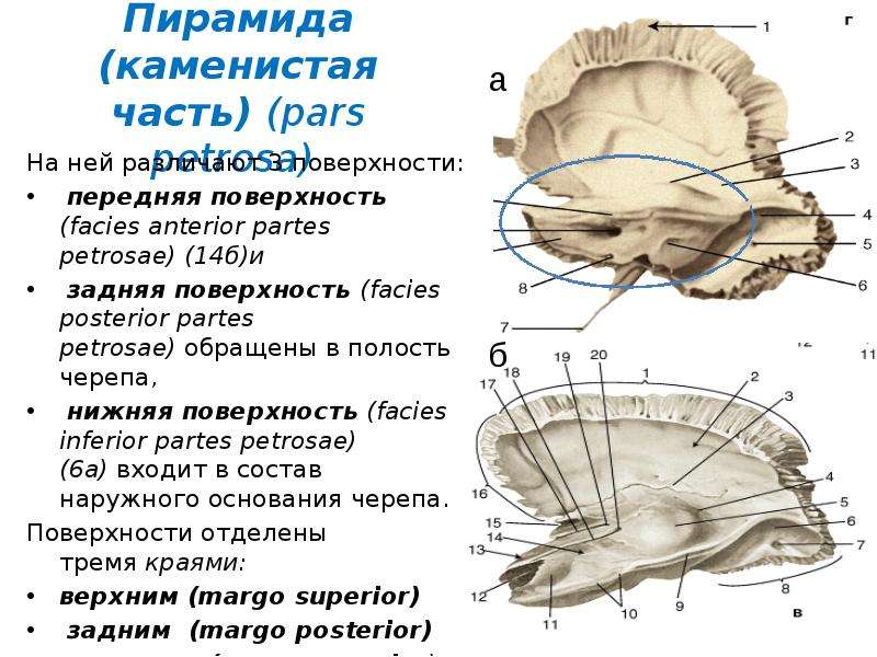 Височная пирамида. Пирамида височной кости. Пирамида (каменистая часть) височной кости. Поверхности каменистой части височной кости. Височная кость пирамида.