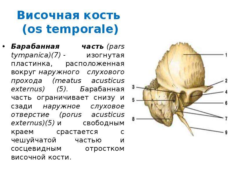 Где находится височная кость. Височная кость барабанная часть. Височная кость (os temporale). Височная кость слуховое отверстие. Наружный слуховой проход анатомия височная кость.