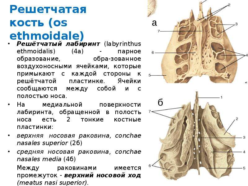 Продырявленная пластинка решетчатой кости. Решетчатая кость костный Лабиринт. Решётчатая кость вид справа и спереди. Решетчатая кость решетчатый Лабиринт. Решетчатый Лабиринт решетчатой кости анатомия.