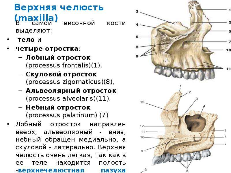 Верхняя челюсть рисунок анатомия