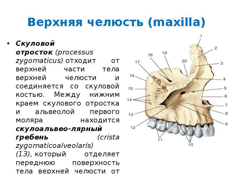 Отростки верхней челюсти. Скуловой отросток верхней челюсти. Верхний отросток верхней челюсти. Верхняя челюсть скуловая кость анатомия. Скуловой отросток верхней челюсти анатомия.