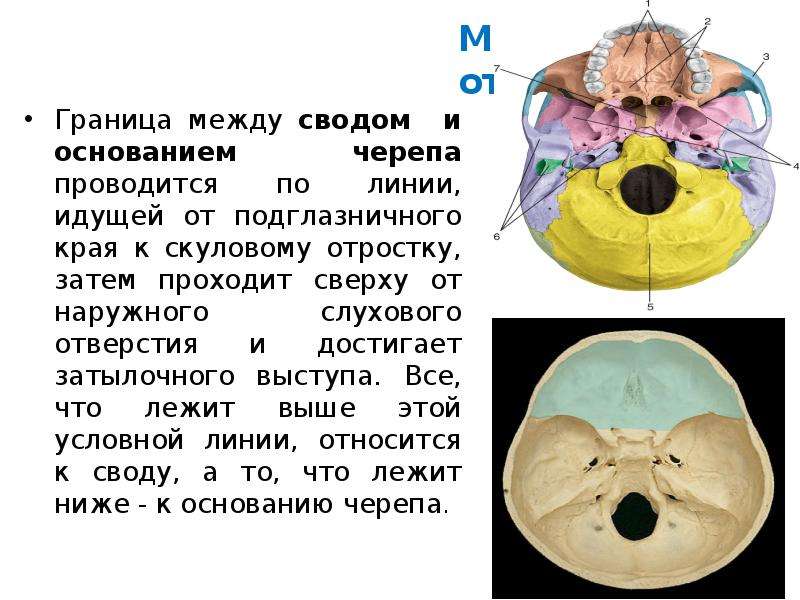 Граница мозгового отдела черепа. Свод и основание черепа. Свод черепа границы строение. Свод черепа и основание черепа. Граница свода и основания черепа.