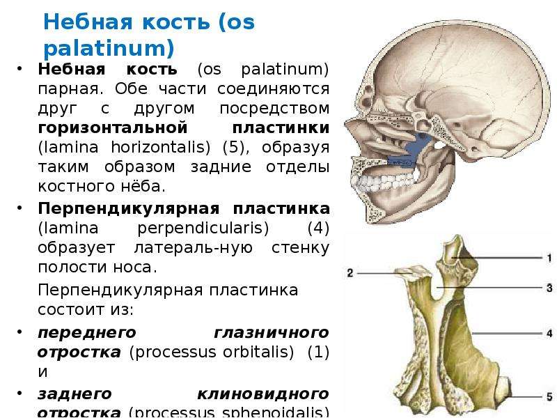 Все кости черепа соединены друг с другом. Os Palatinum анатомия. Небная кость черепа парная. Небная кость пластинки. Отростки небной кости.