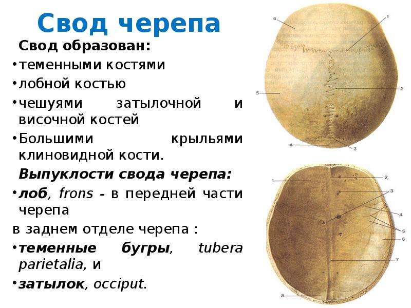 Свод и основание черепа. Свод черепа анатомия. Анатомические образования свода черепа. Свод черепа образуют. Чем образован свод черепа.