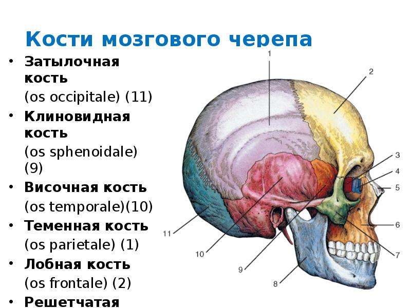 Лобная теменная затылочная кость. Кости черепа теменная кость. Височная кость черепа анатомия человека. Строение теменной кости черепа человека. Теменная кость и затылочная кость в черепе.