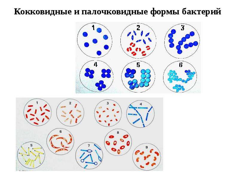 Морфология бактерий презентация