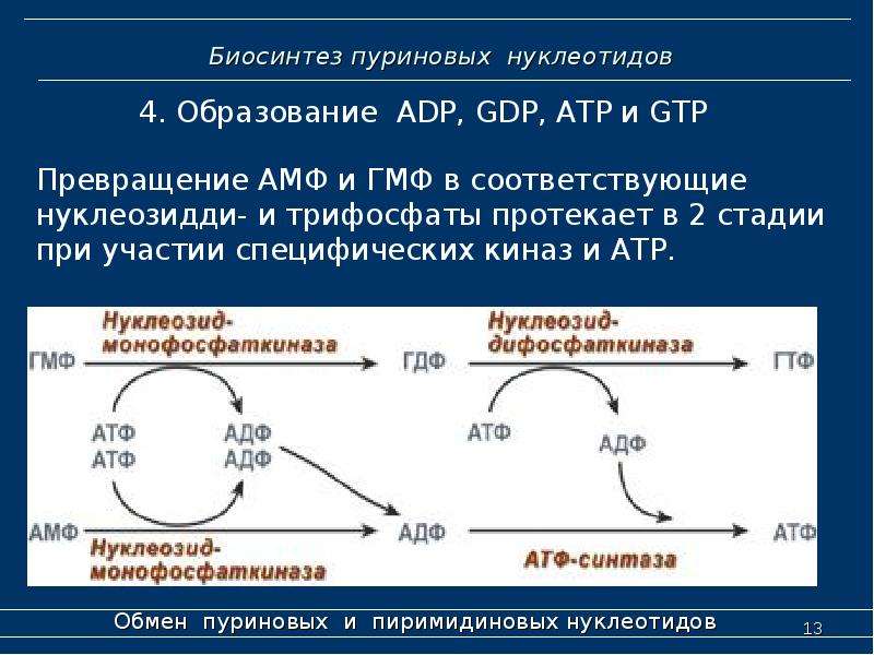 Схема пути синтеза пуриновых и пиримидиновых нуклеотидов