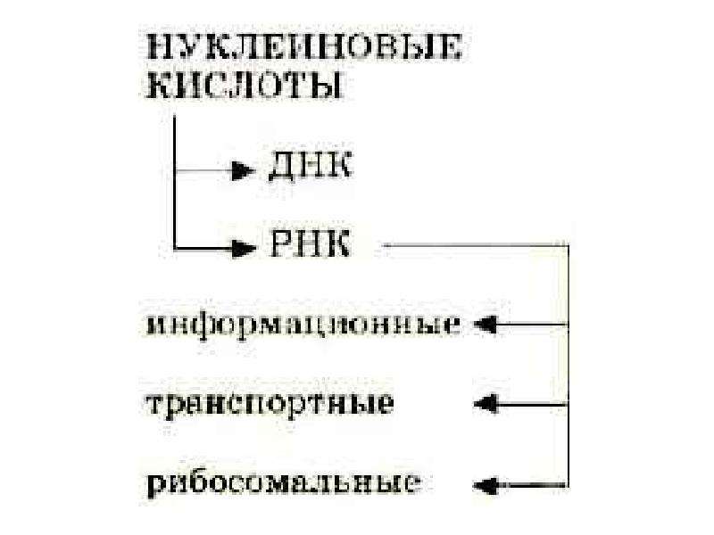 Классификация нуклеиновых кислот схема