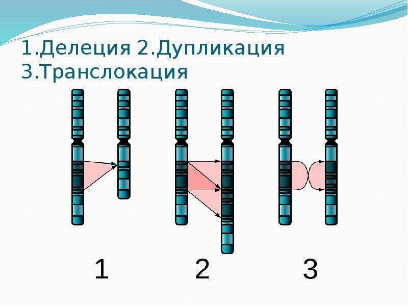 Делеции и дупликации