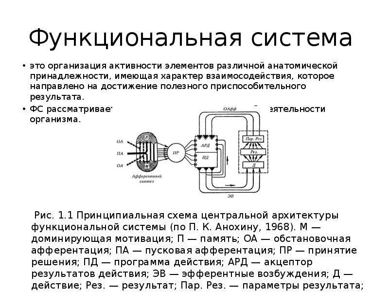 Функциональная система это