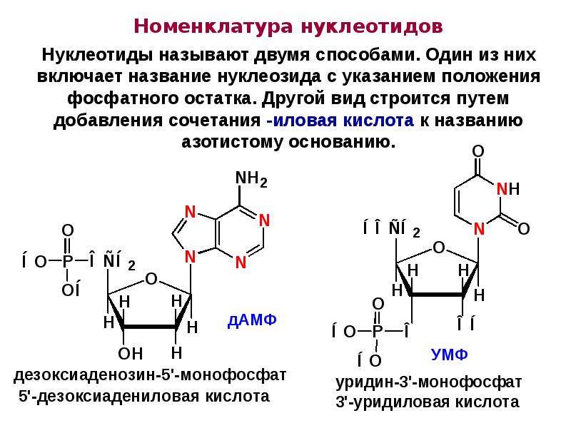 Схема гидролиза нуклеиновых кислот