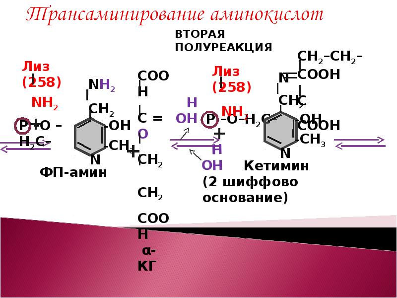 Гниение аминокислот в кишечнике. Гниение триптофана. Гниение триптофана в кишечнике. Гниение аминокислот в ЖКТ.