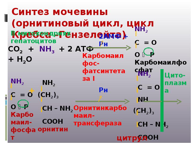 Гниение аминокислот. Орнитиновый цикл мочевины. Орнитиновый цикл синтеза мочевины в печени. Орнитиновый цикл мочевинообразования. Цикл мочевины орнитиновый цикл.