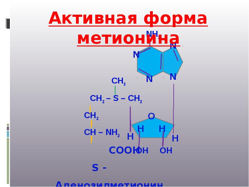 Гниение аминокислот. Гниение метионина. Образование активной формы метионина.