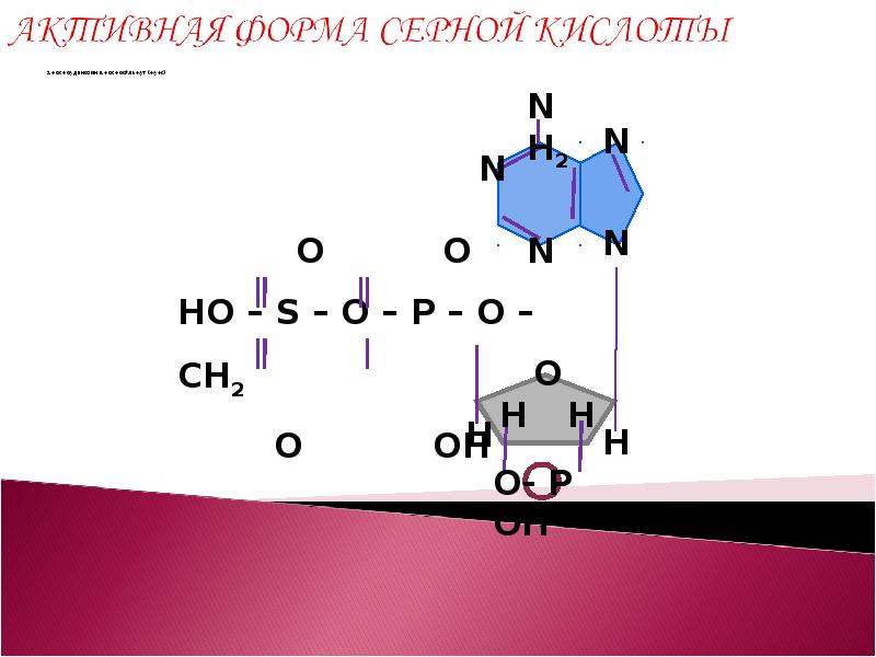 Гниение аминокислот. Фосфоаденозин. 3|-Фосфоаденозин-5|-фосфосульфата (ФАФС.