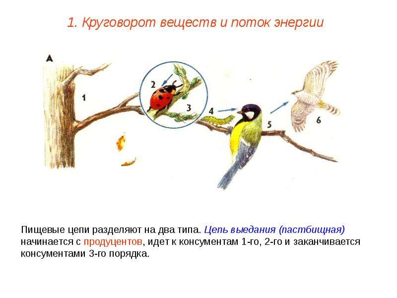 Схема круговорота веществ в природе в которой участвует некрупная птица 5 класс