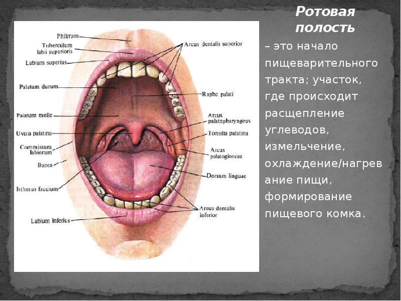 Ротовая полость это. Ротовая полость на латинском. Ротовая полость латынь. Ротовая полость продукты расщепления.