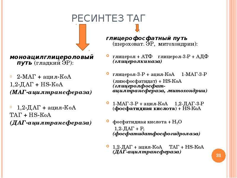 Ресинтез таг в стенке кишечника