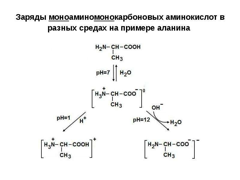 Аминокислоты пептиды белки презентация