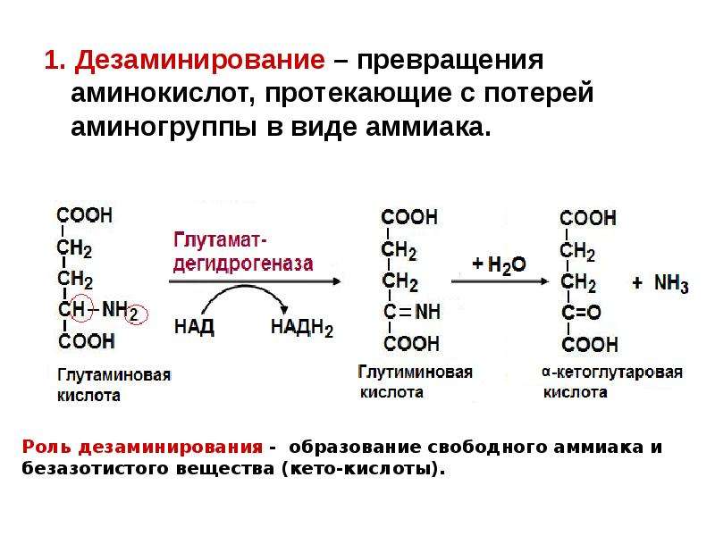 Пептиды химия 10 класс презентация