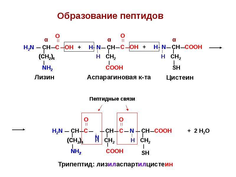 Пептидная связь аминокислот