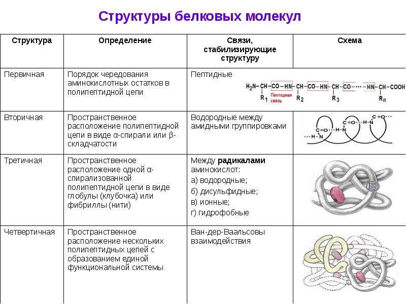 Белки схема химия